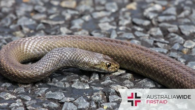 Dugite snake laying on the road